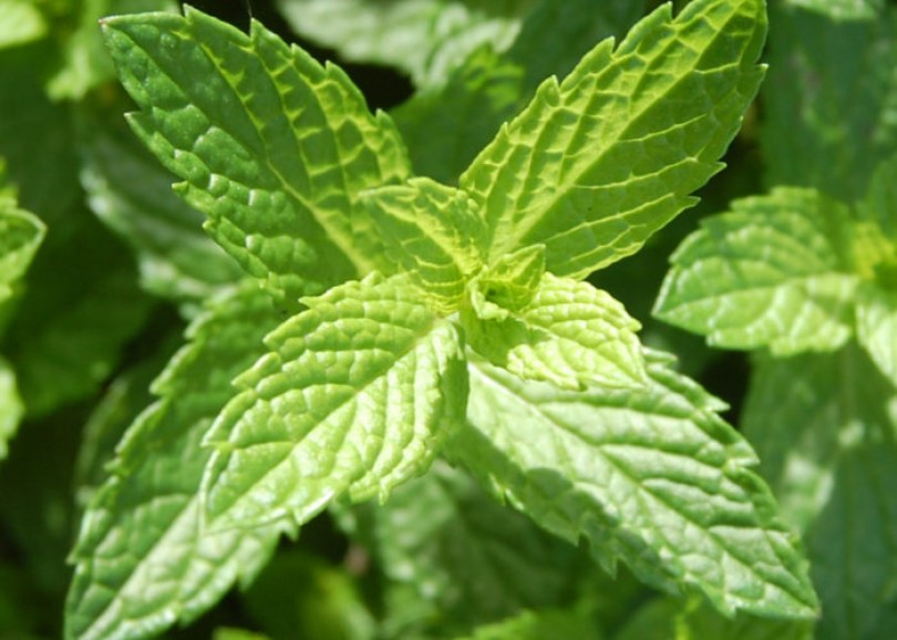Marokkói menta, fűszernövény, fűszer, Mentha spicata var. Crispa